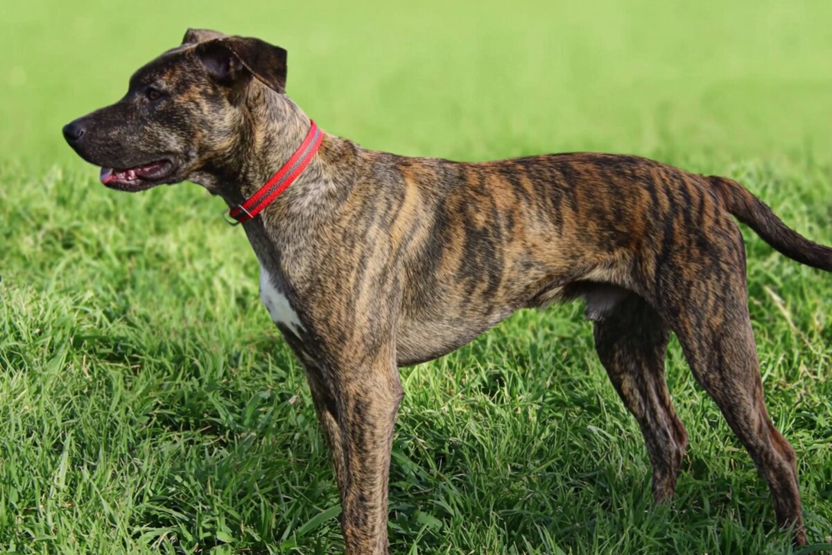Treeing Tennessee Brindle