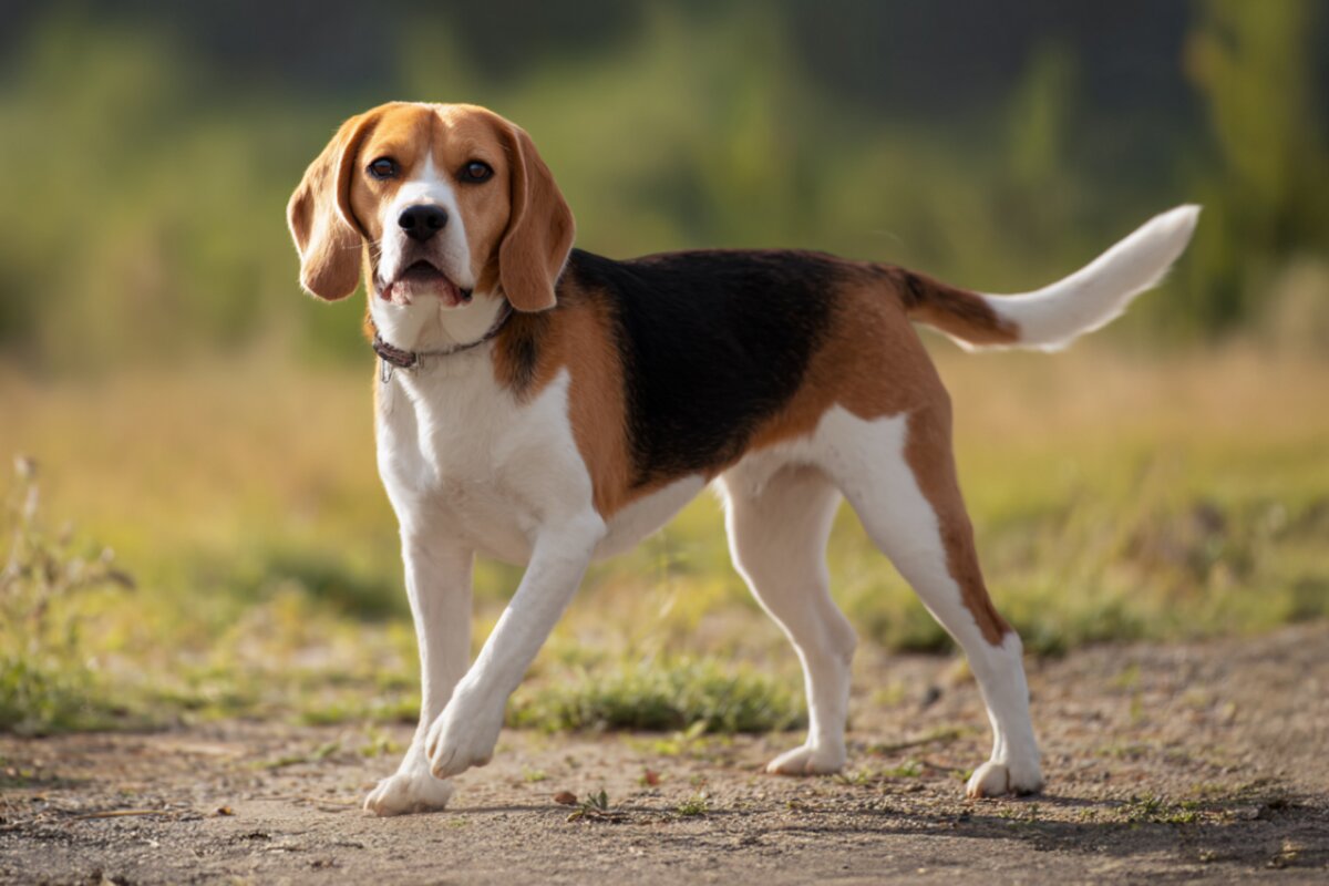 Beagle