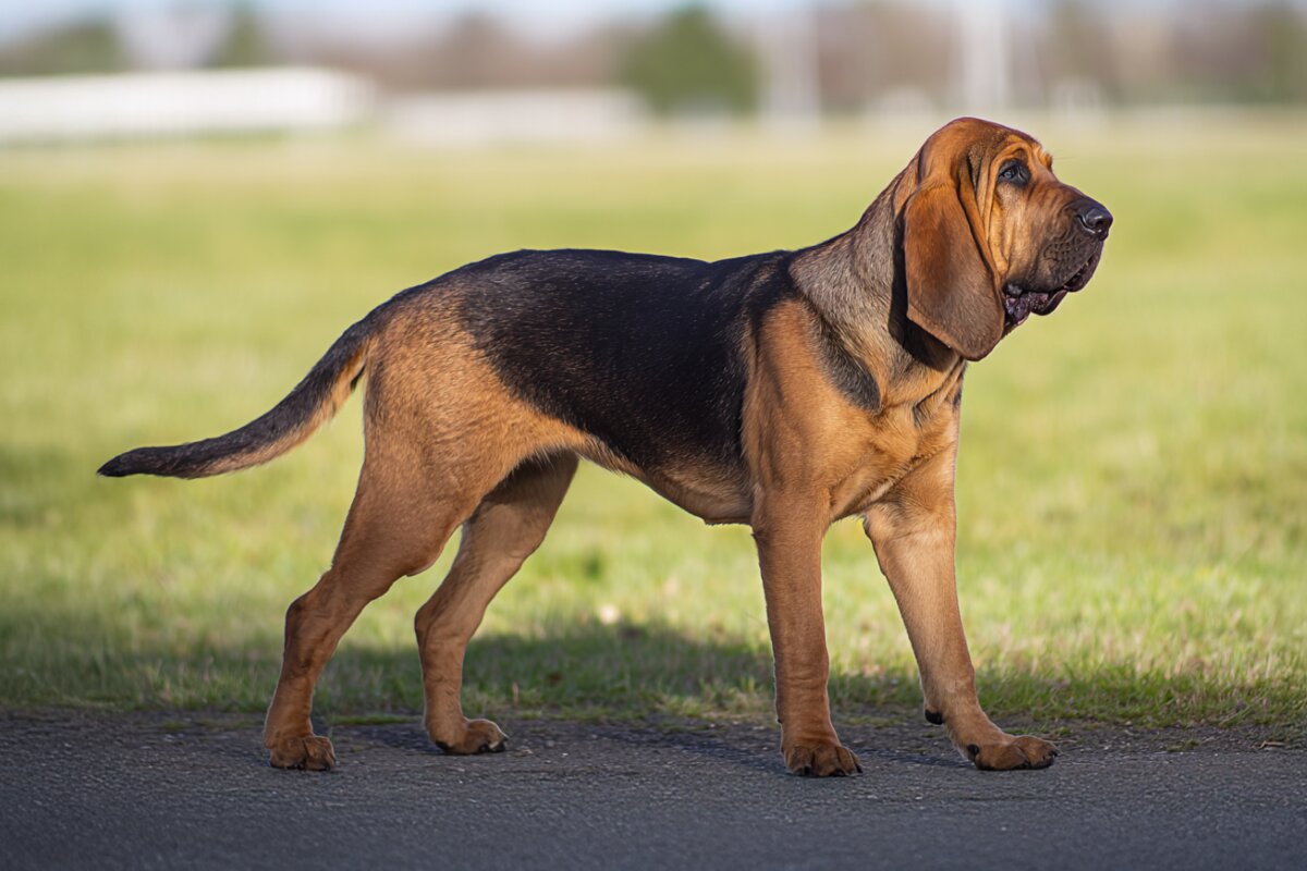 Bloodhound