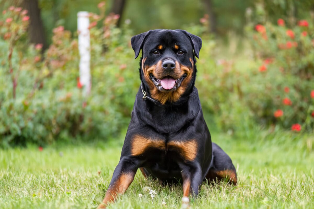 Rottweiler
