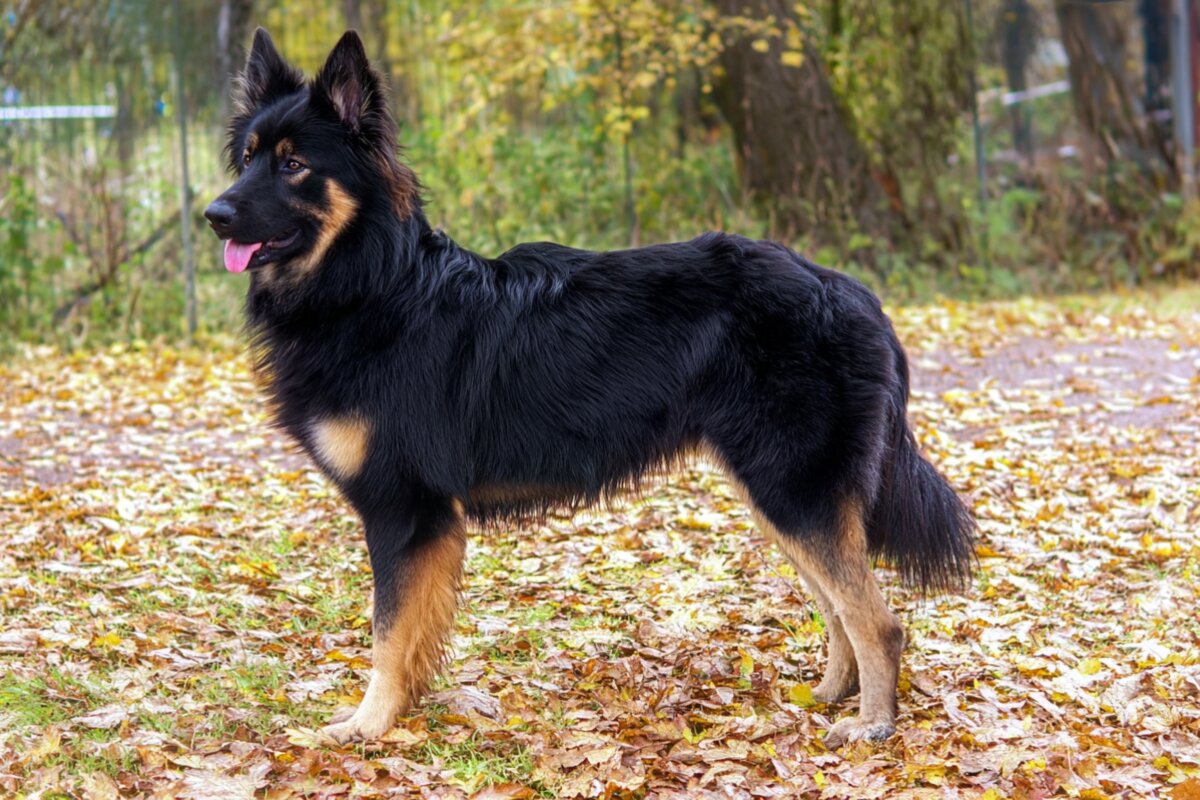 Bohemian Shepherd