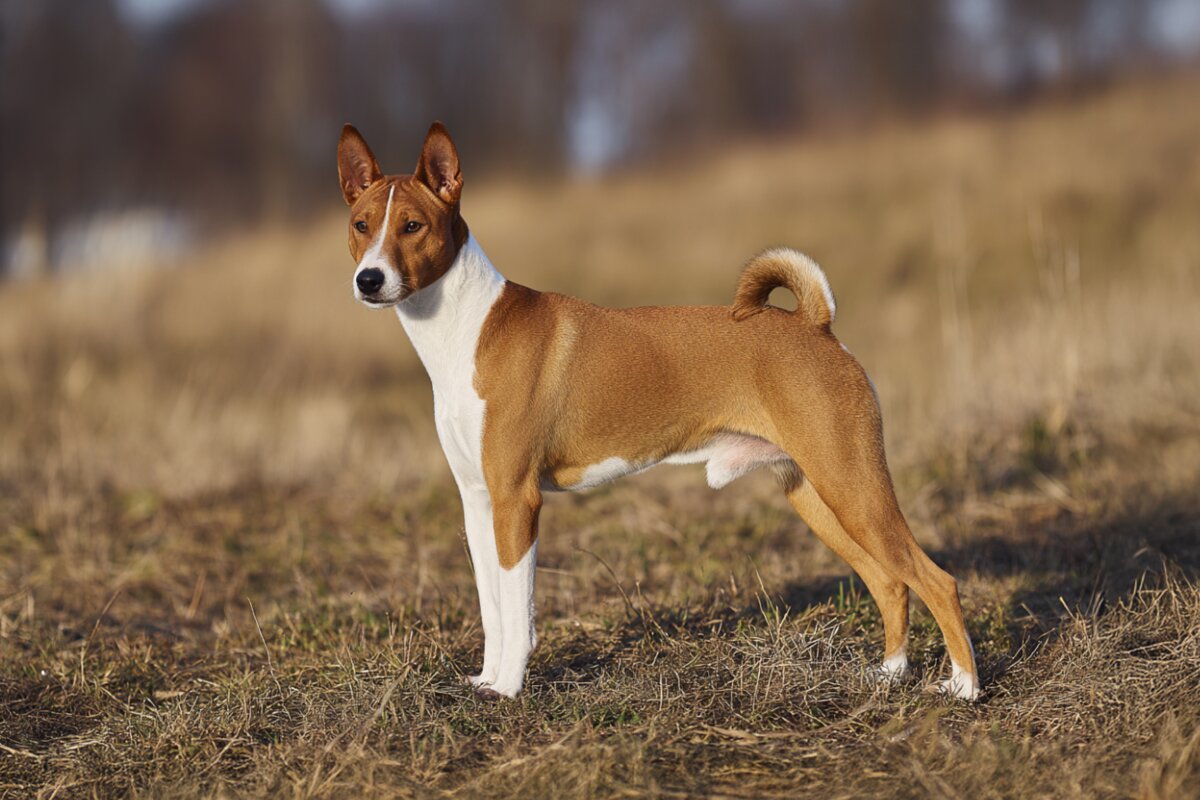 Basenji