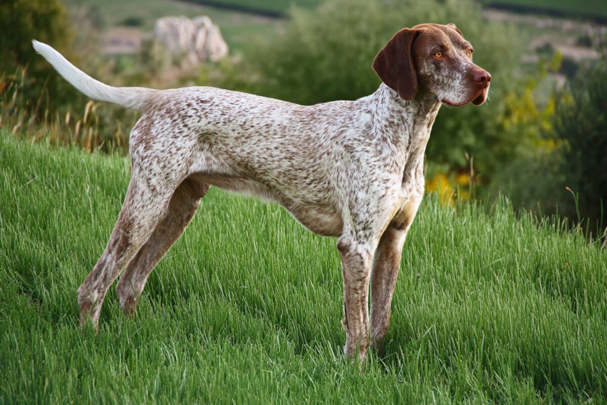 Braque du Bourbonnais