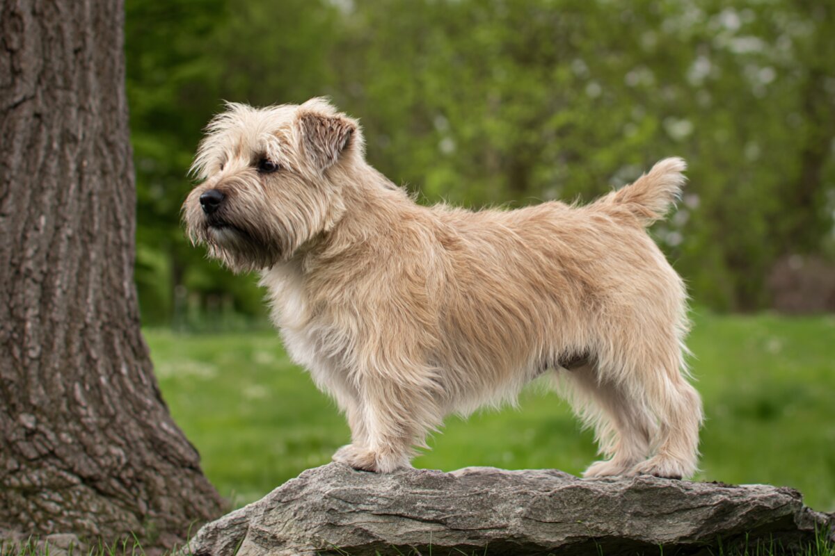 Glen of Imaal Terrier