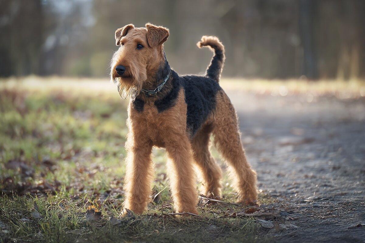 Airedale Terrier