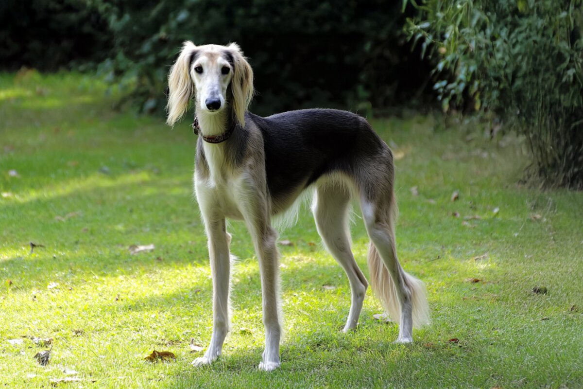 Saluki