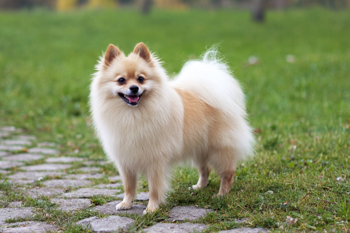 German Spitz