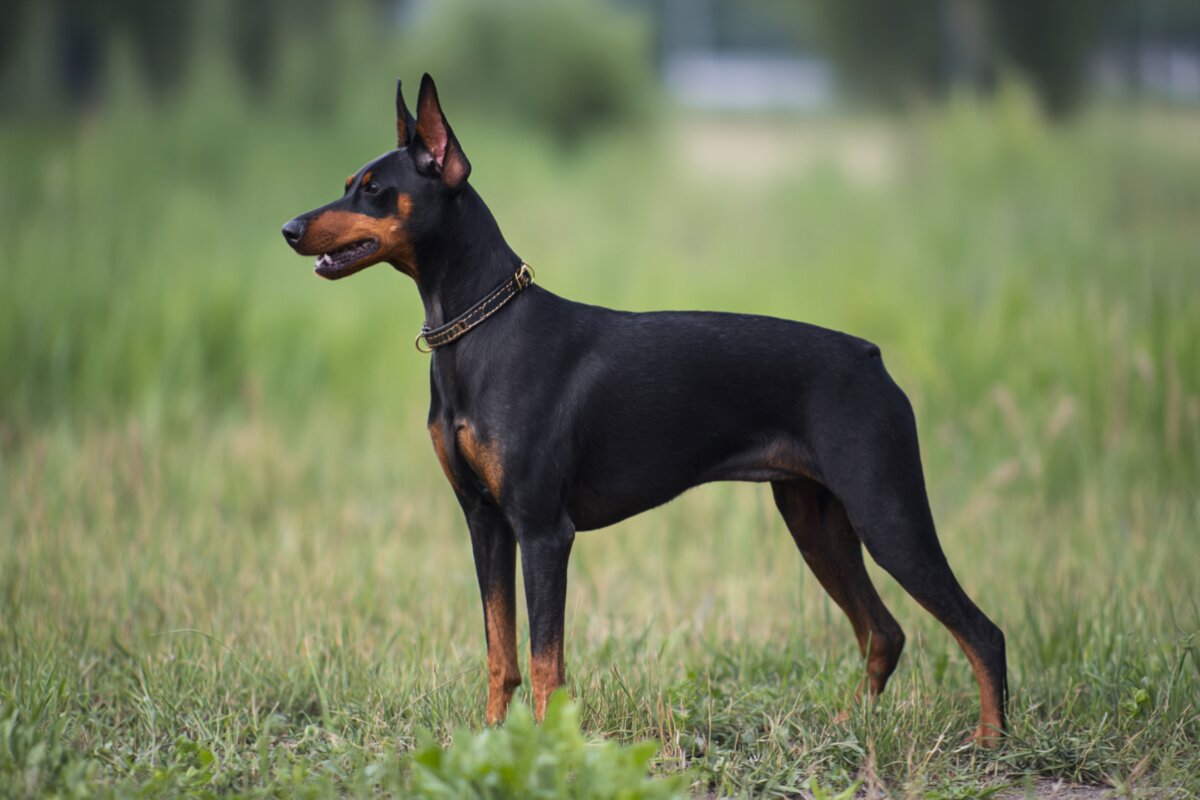 German Pinscher