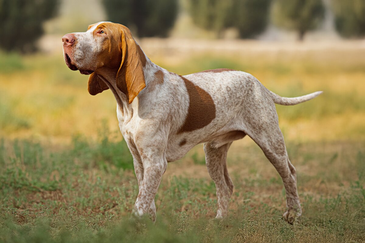 Bracco Italiano