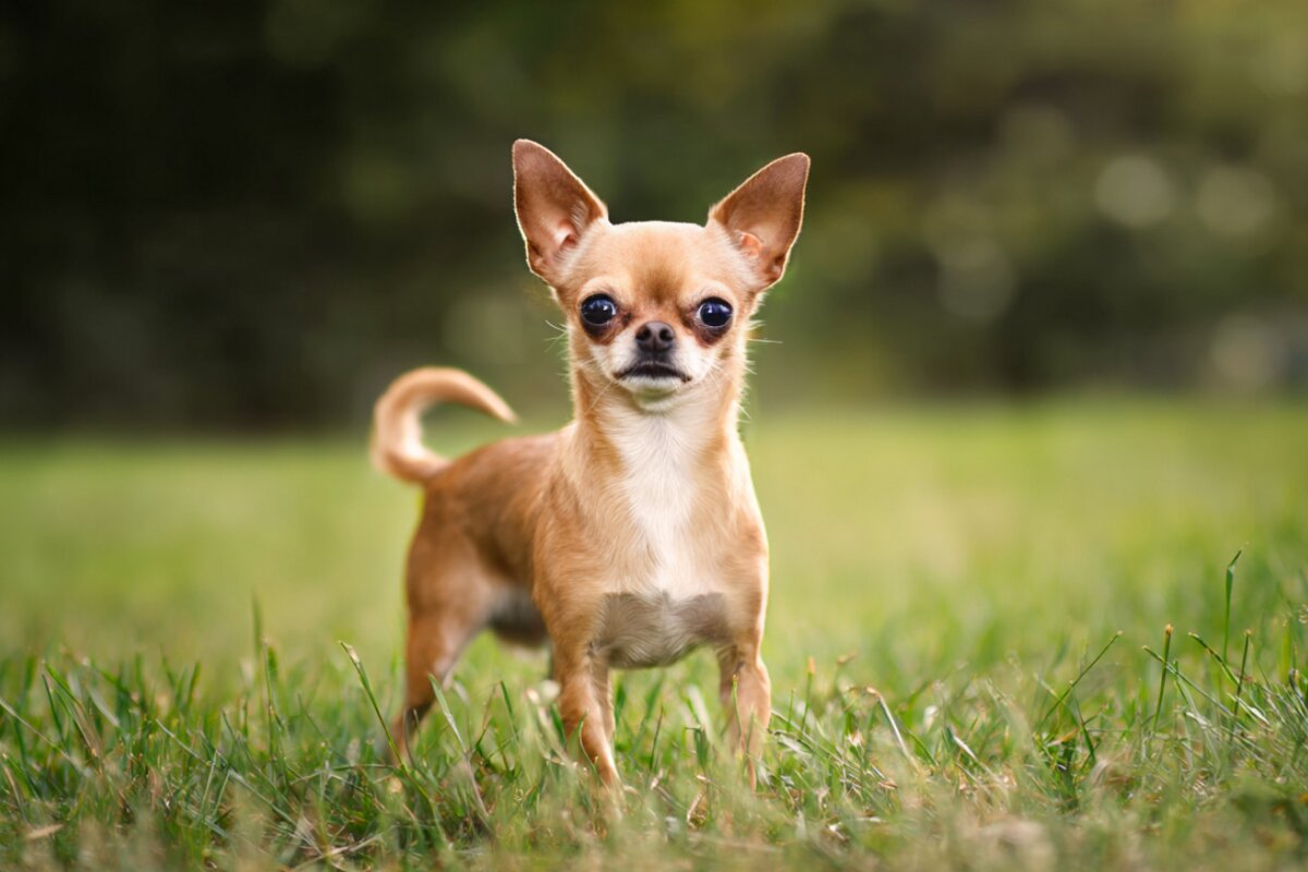 Chihuahua