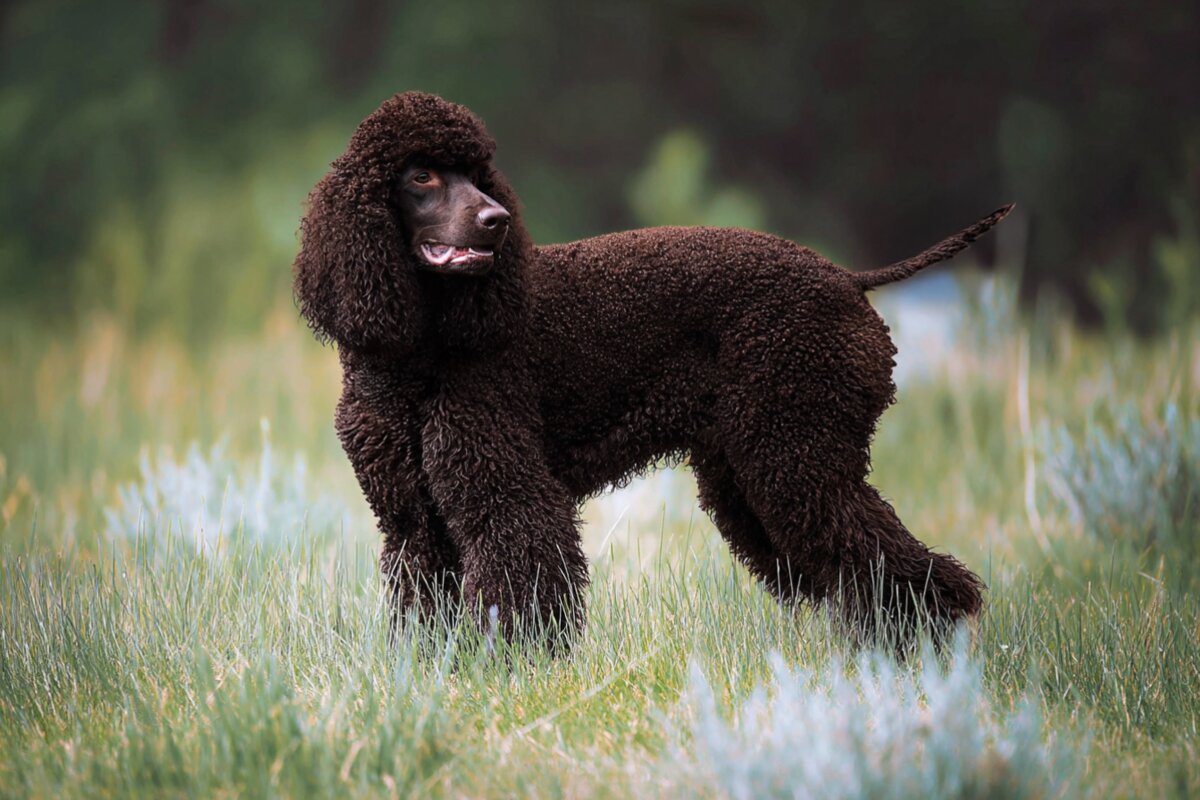 Irish Water Spaniel