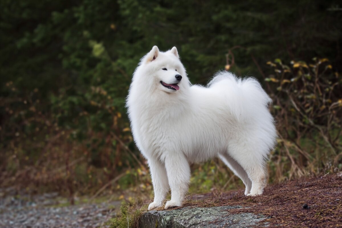 Samoyed