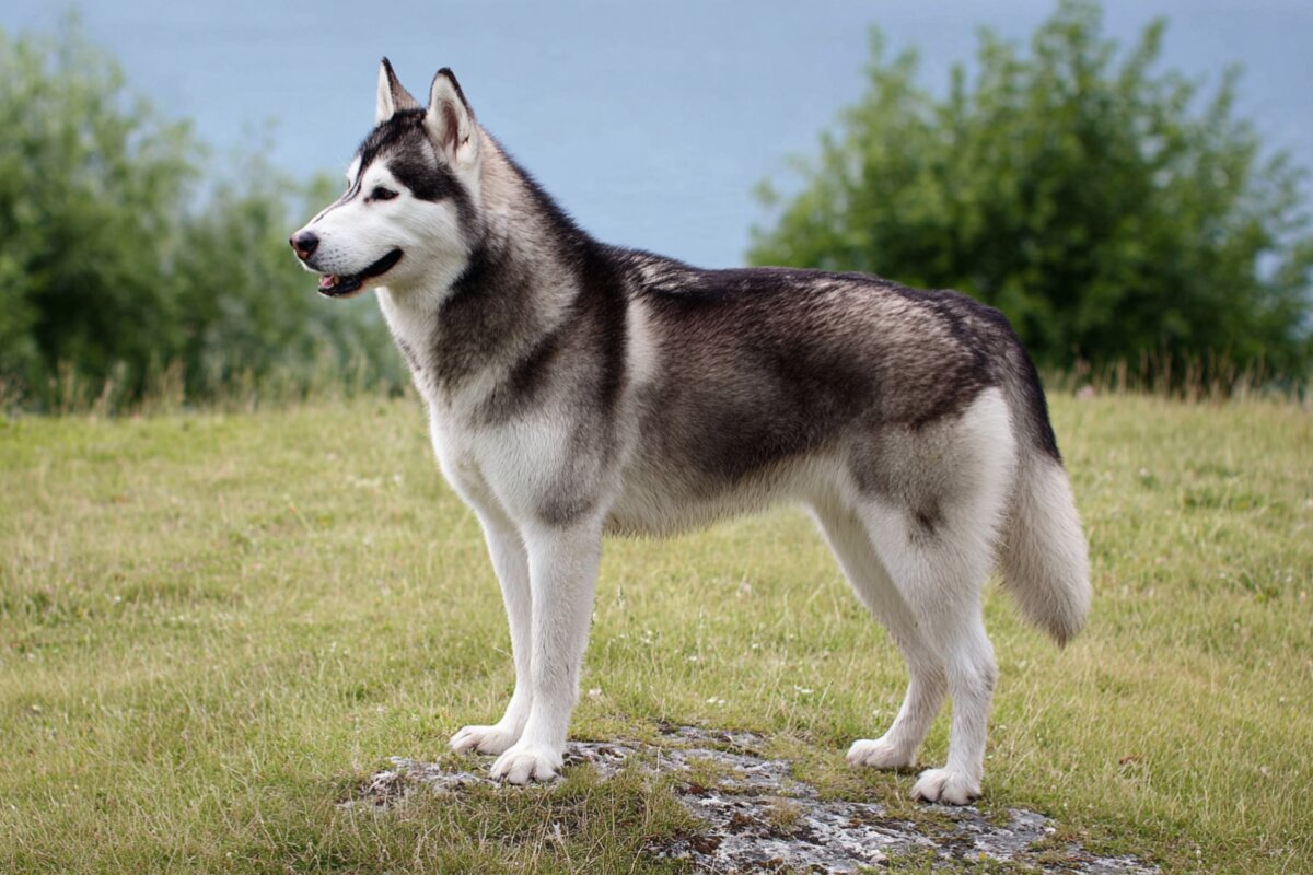 Siberian Husky