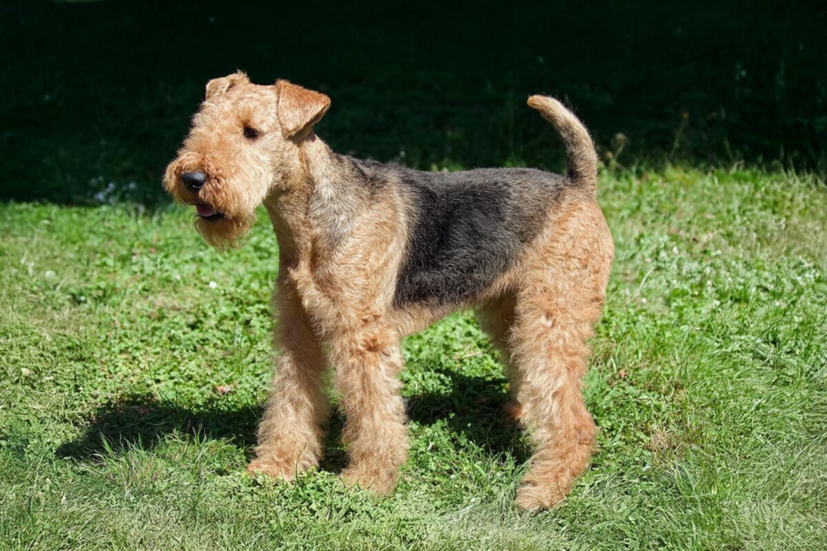 Lakeland Terrier