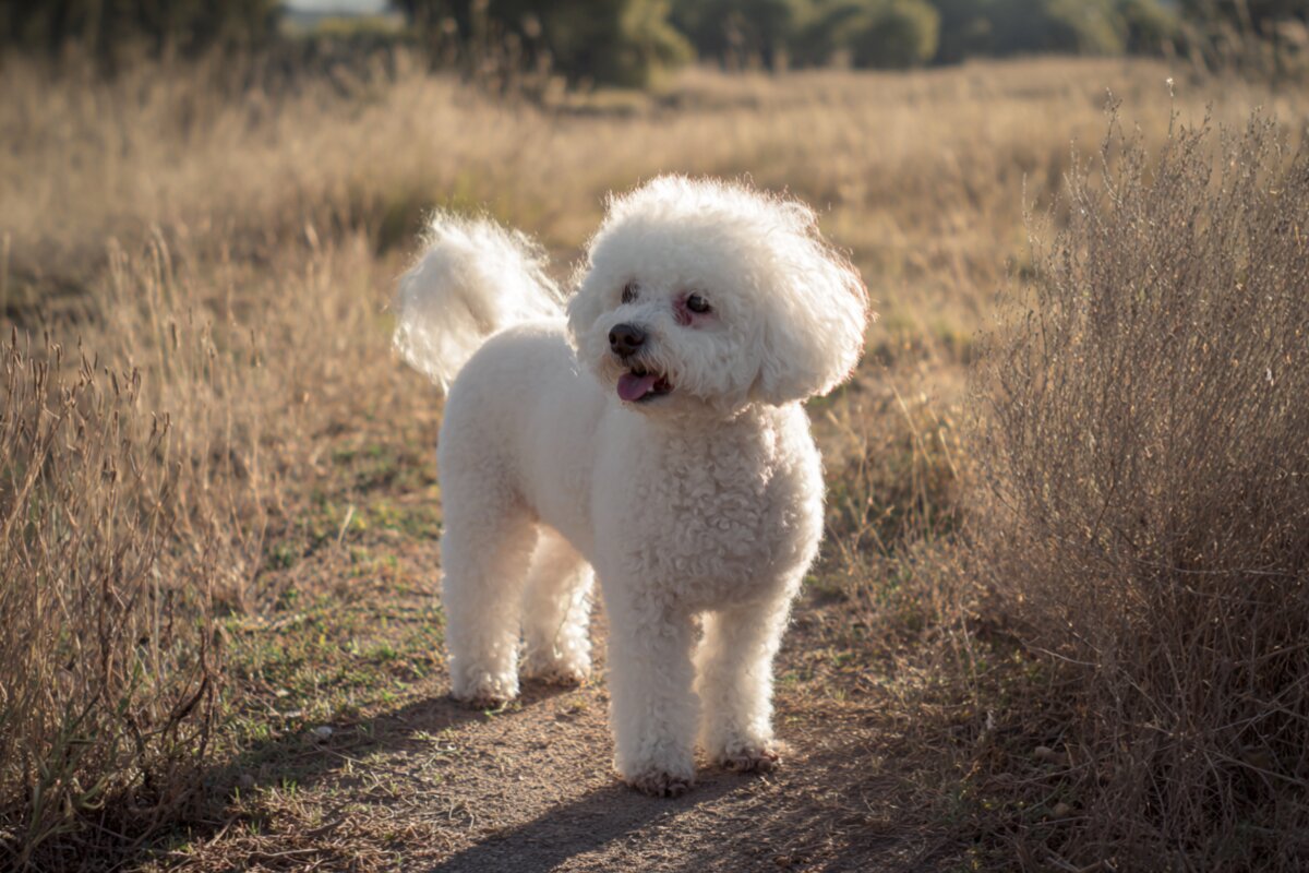 Bichon Frise