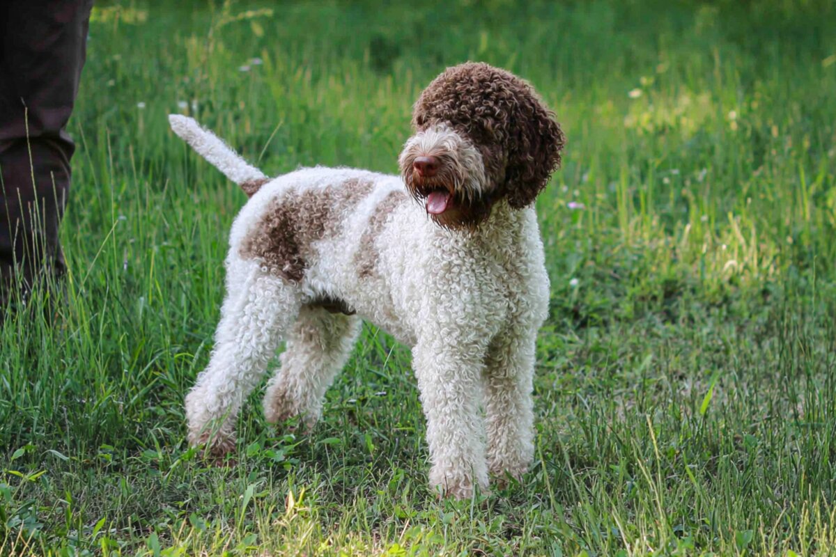 Lagotto Romagnolo