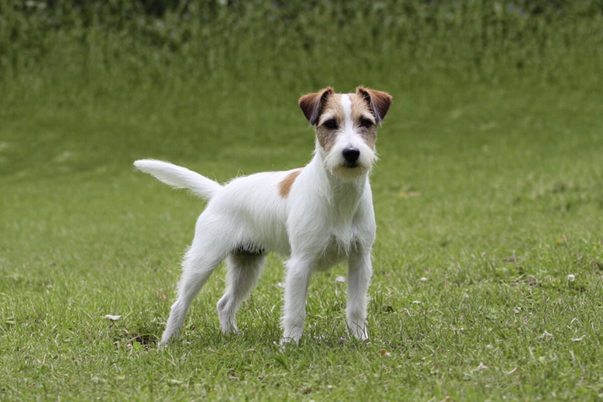 Parson Russell Terrier