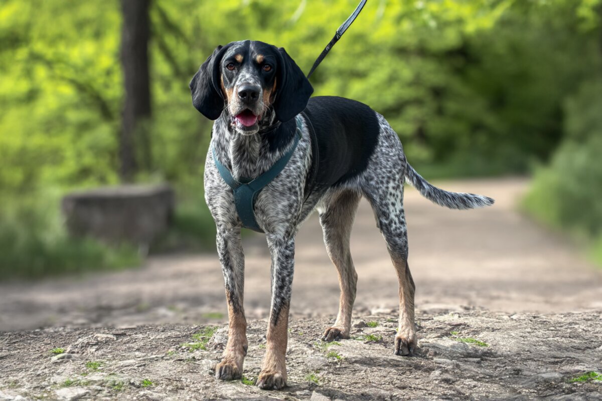 Bluetick Coonhound
