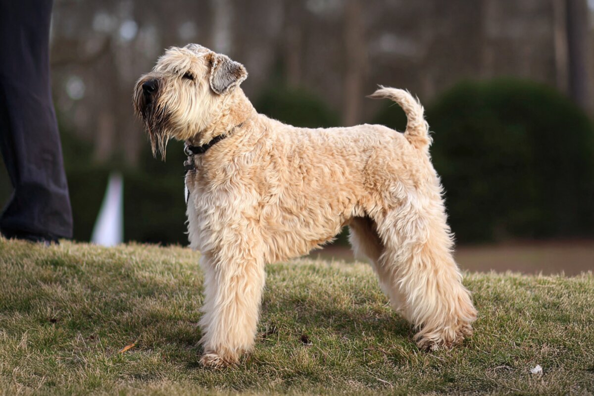 Soft Coated Wheaten Terrier
