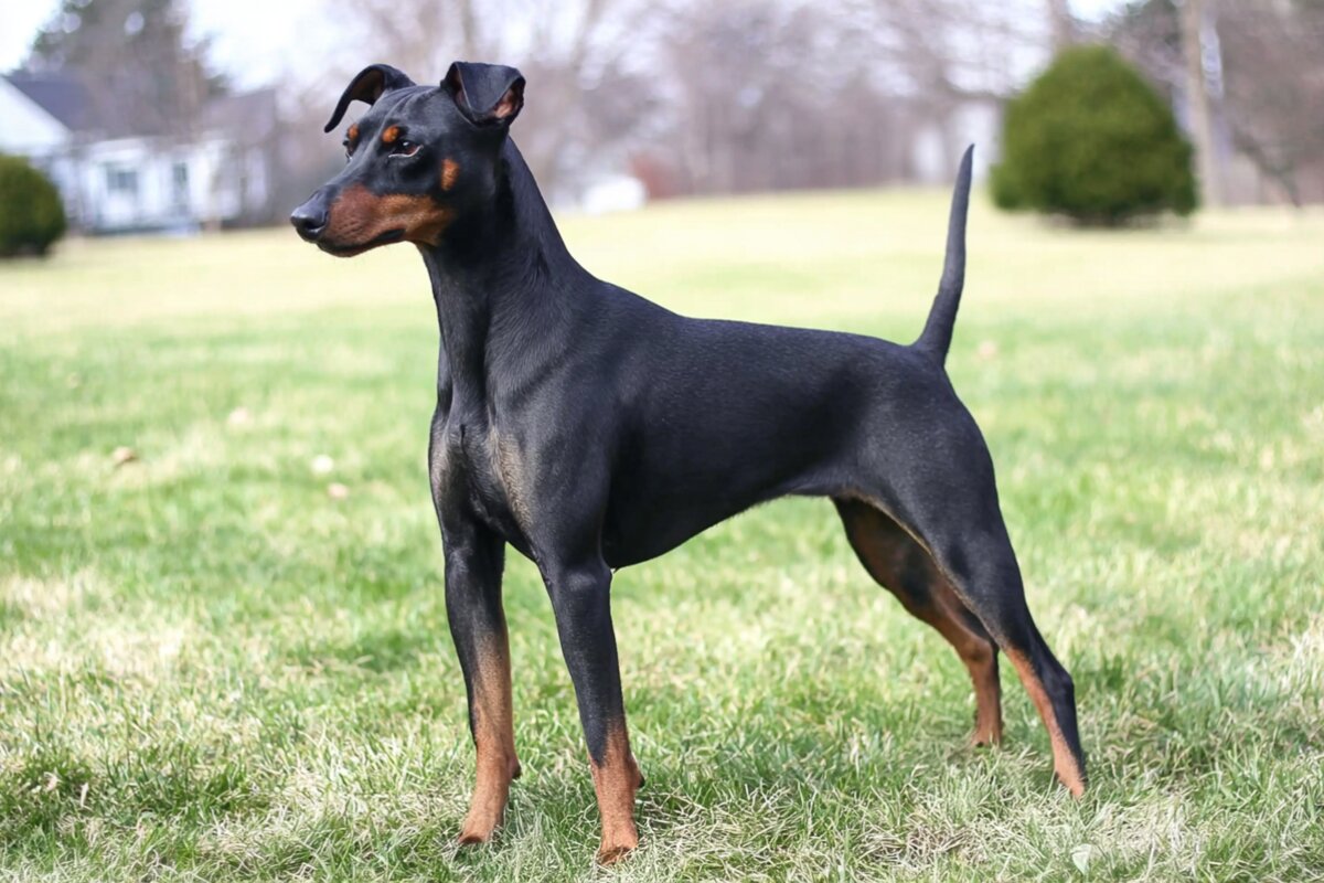 Manchester Terrier (Standard)