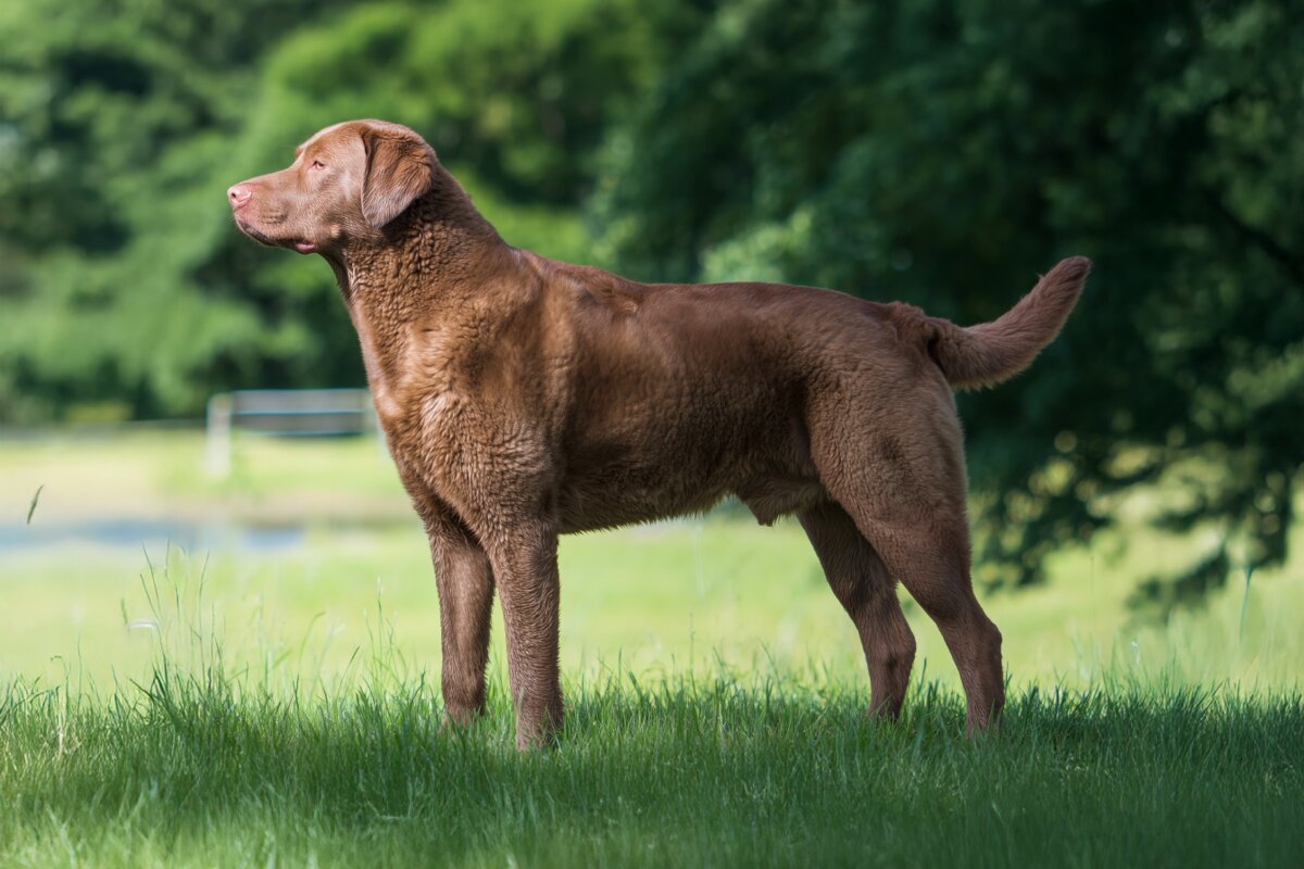 Chesapeake Bay Retriever
