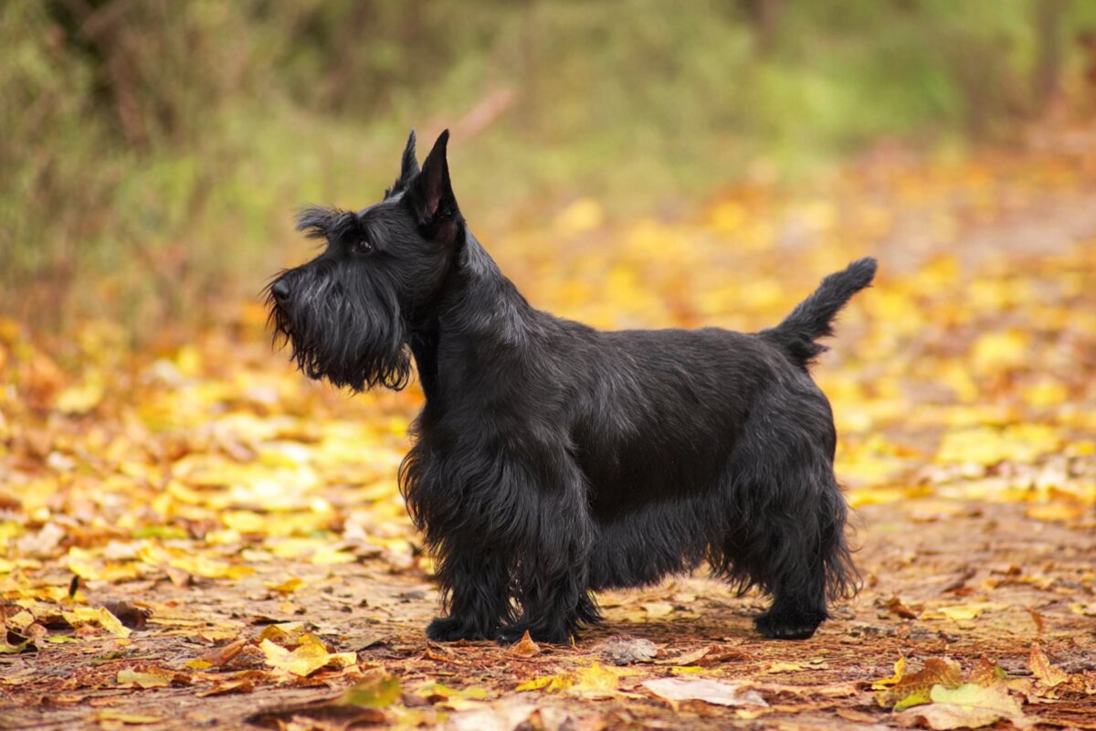 Scottish Terrier