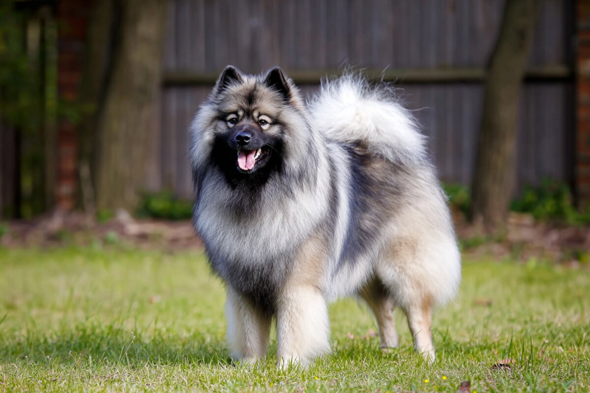Keeshond