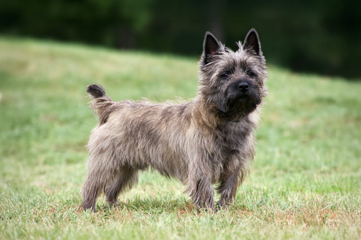 Cairn Terrier