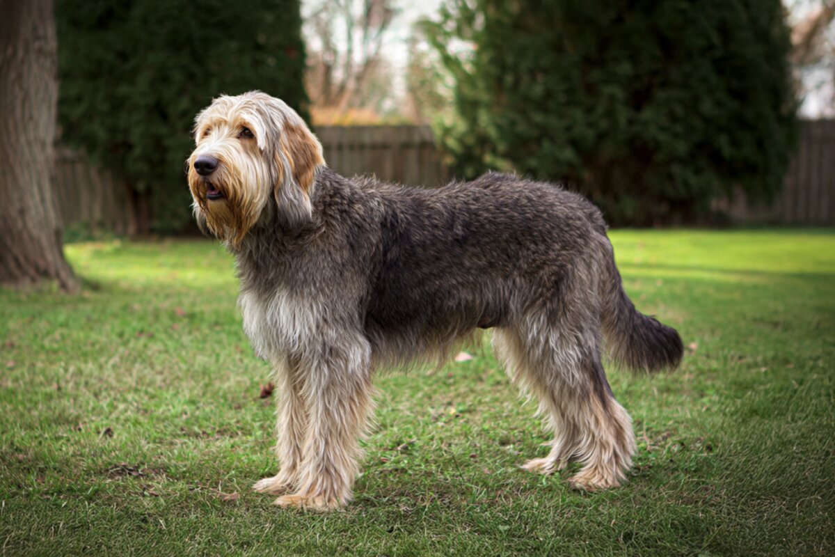 Otterhound