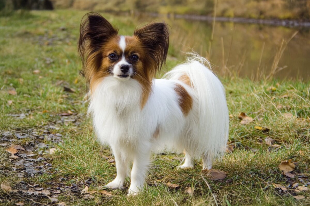 Papillon