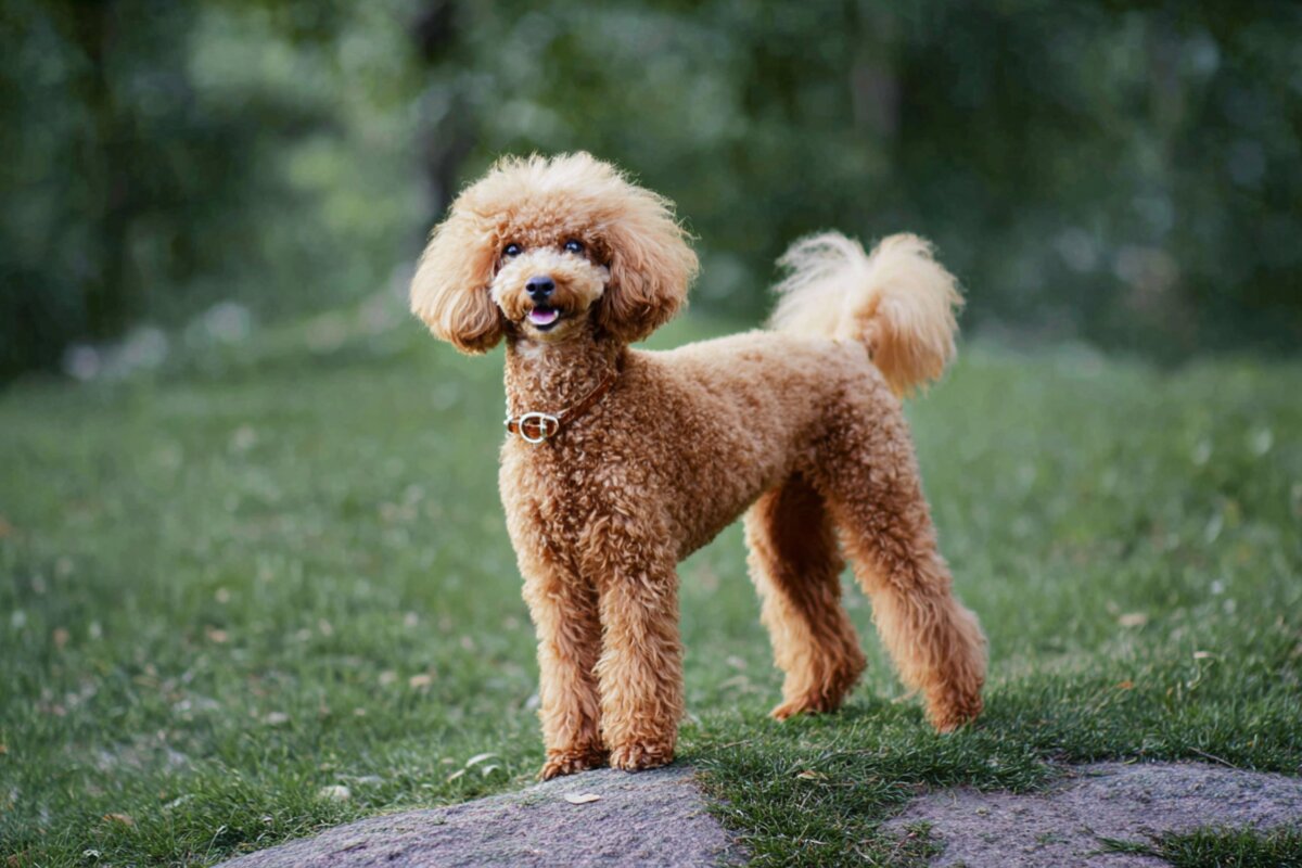Poodle (Miniature)
