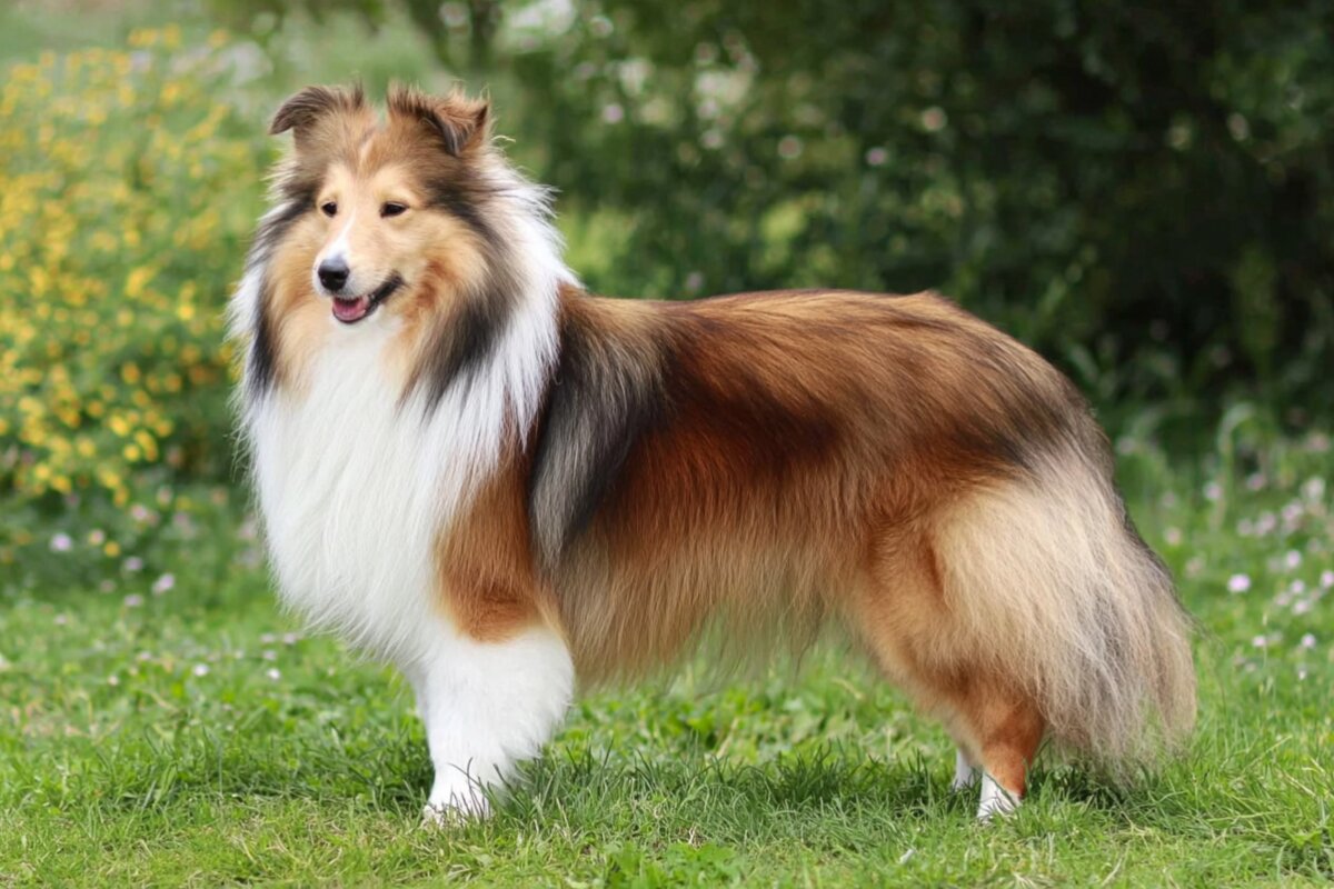 Shetland Sheepdog