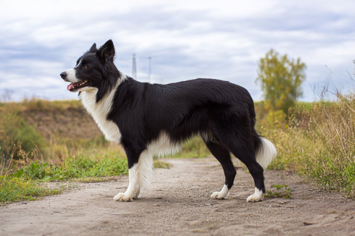 Border Collie