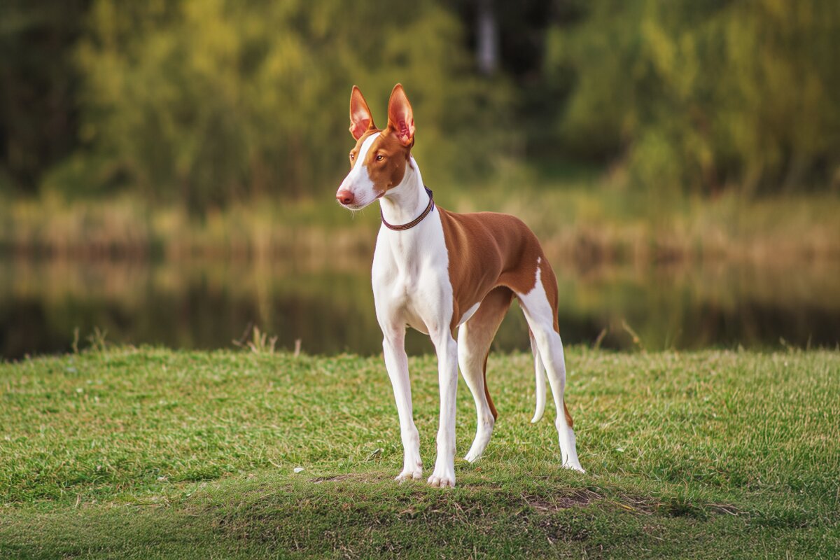 Ibizan Hound