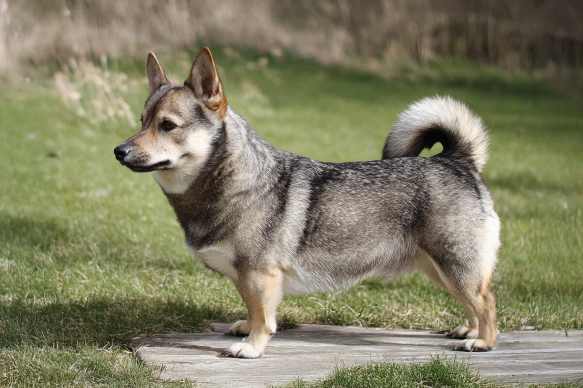 Swedish Vallhund