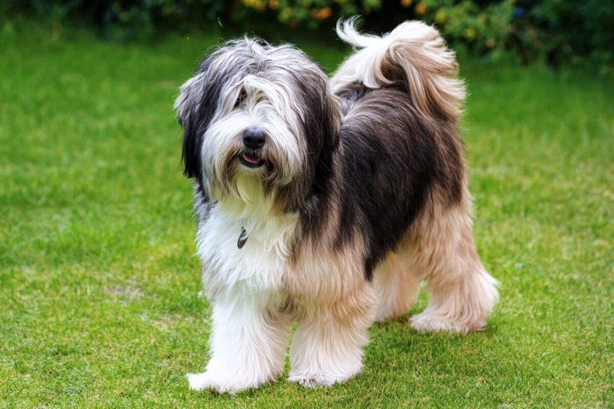 Tibetan Terrier