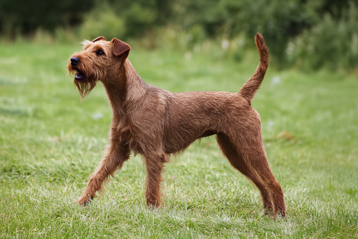 Irish Terrier