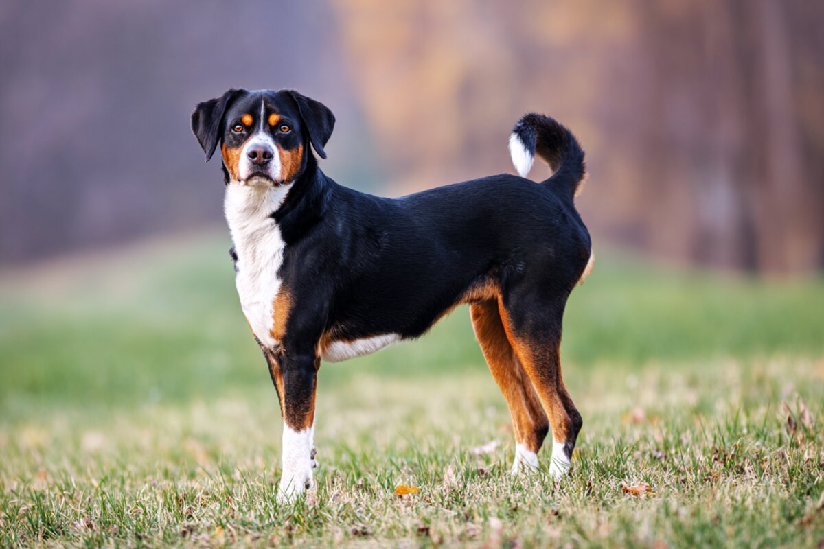 Appenzeller Sennenhund