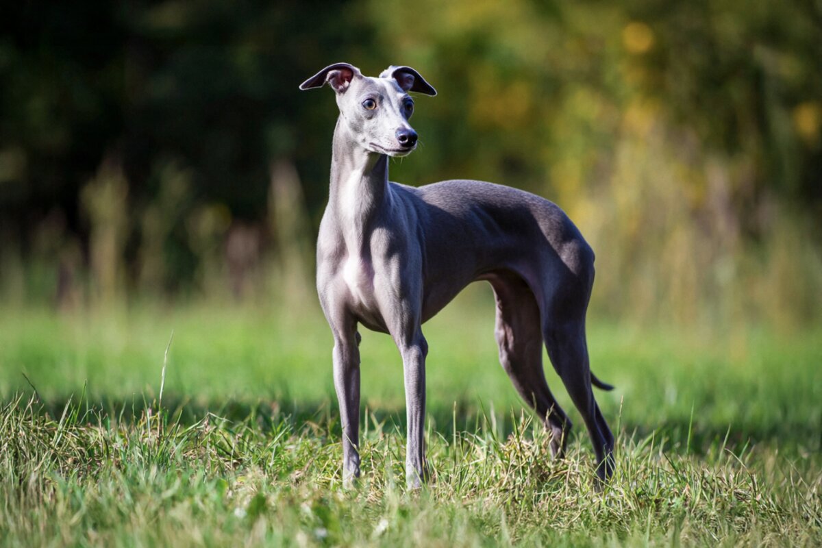 Italian Greyhound