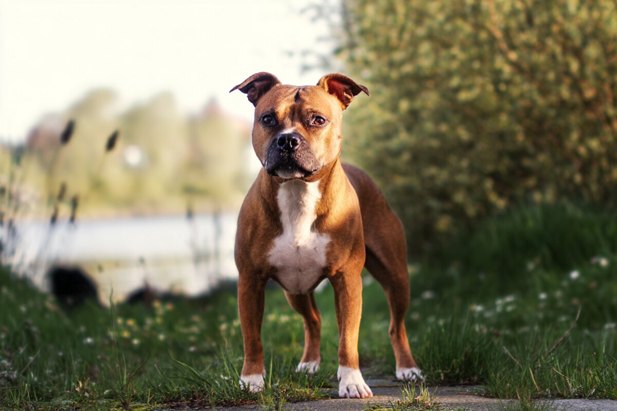 Staffordshire Bull Terrier