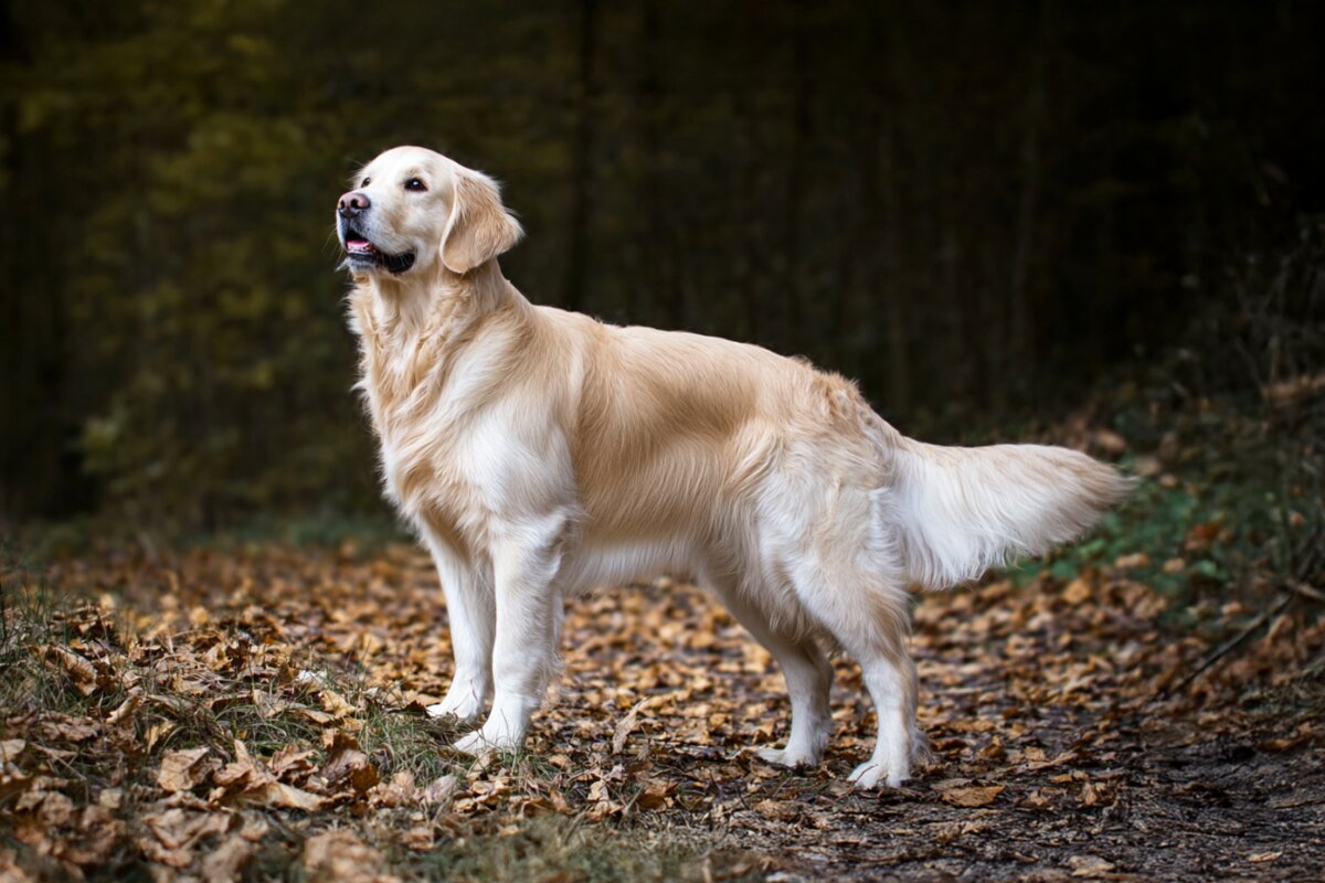 Golden Retriever