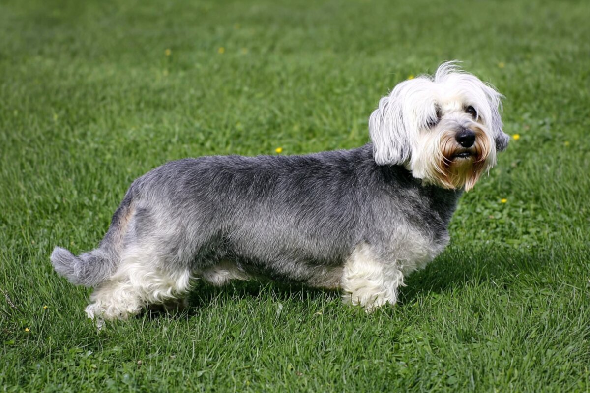 Dandie Dinmont Terrier