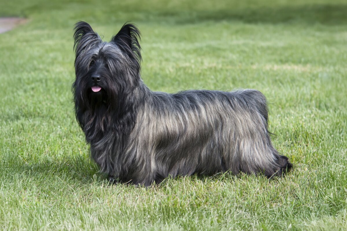 Skye Terrier