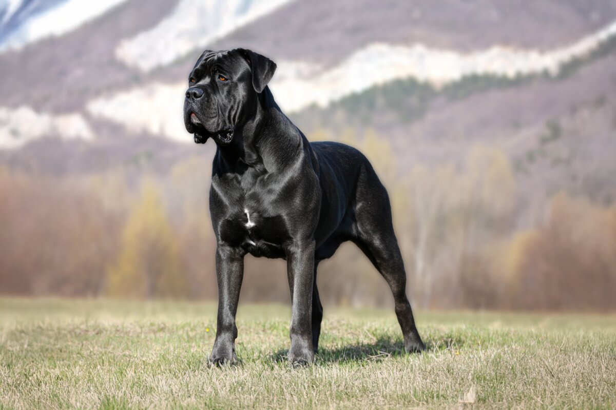 Cane Corso