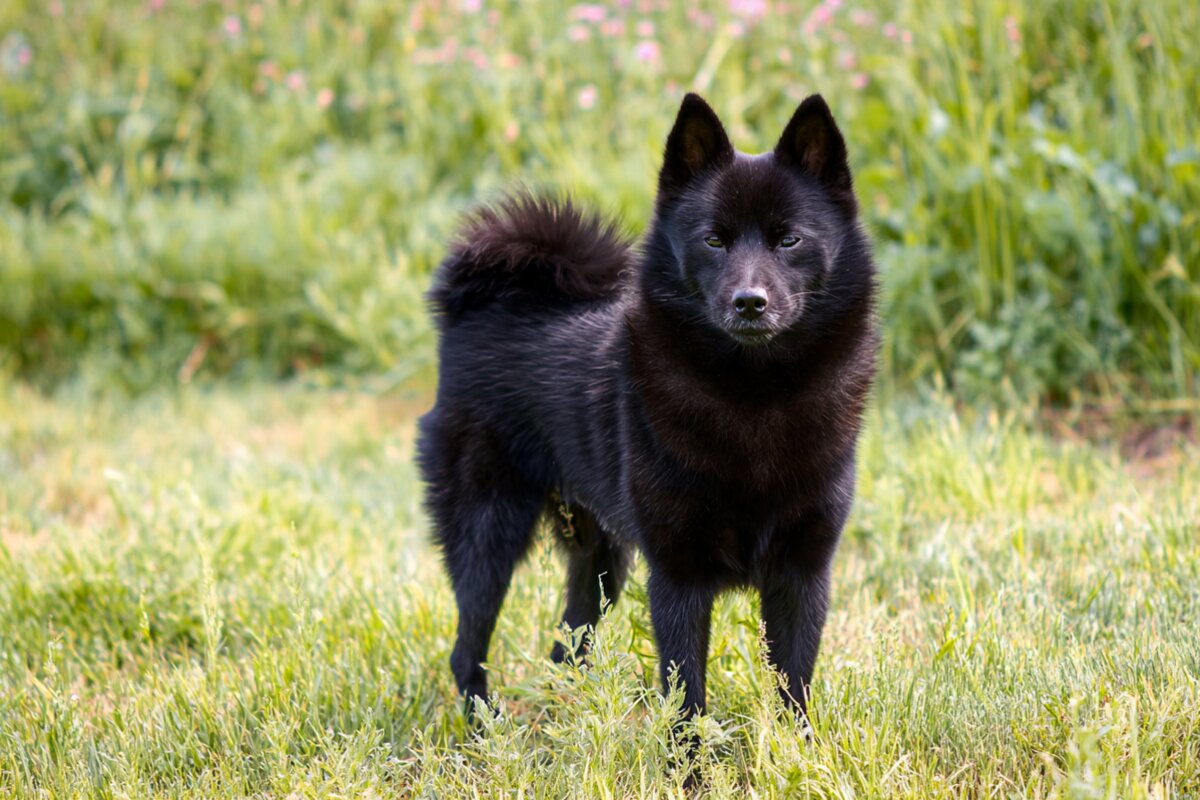 Schipperke