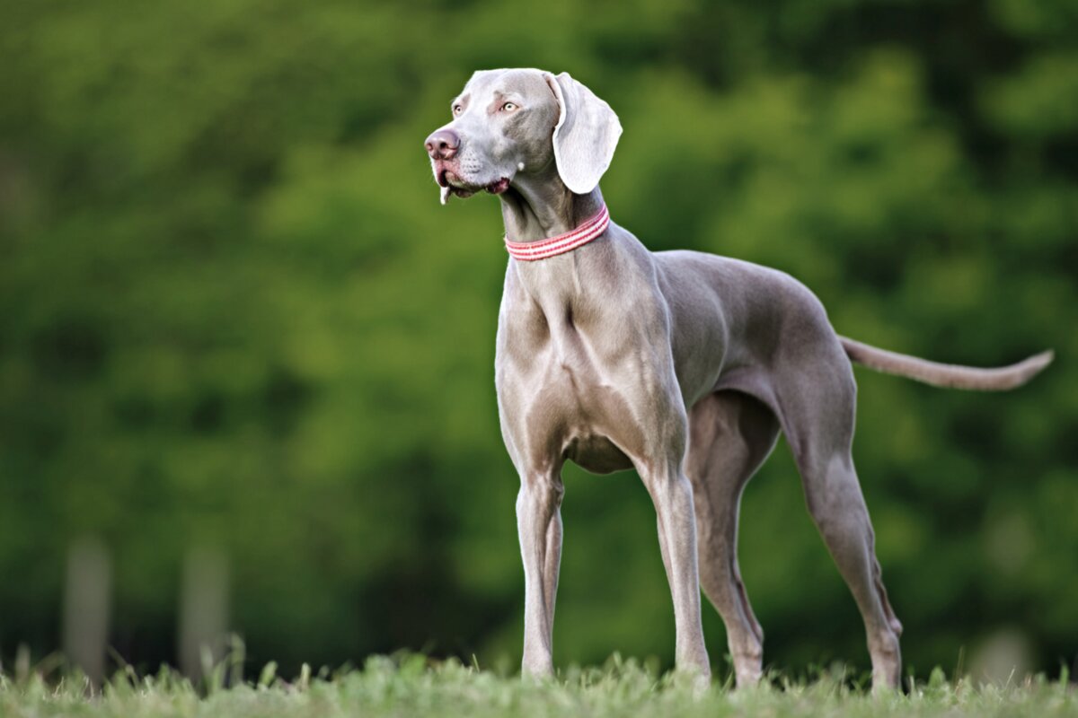 Weimaraner