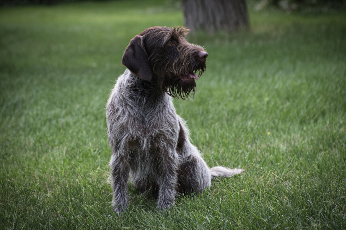 Wirehaired Pointing Griffon