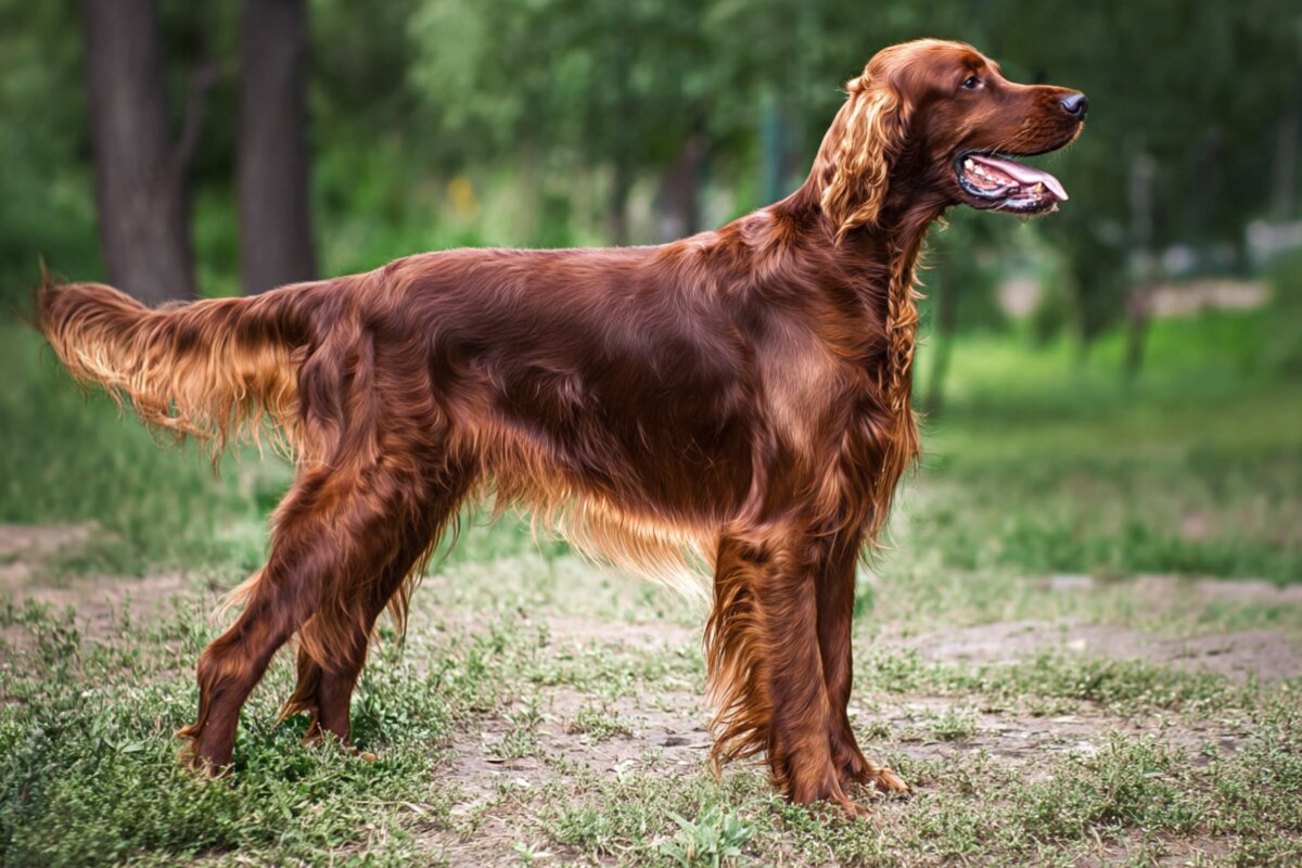 Irish Setter