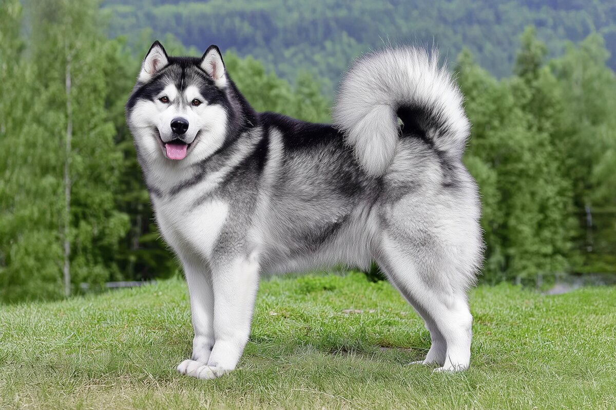 Alaskan Malamute