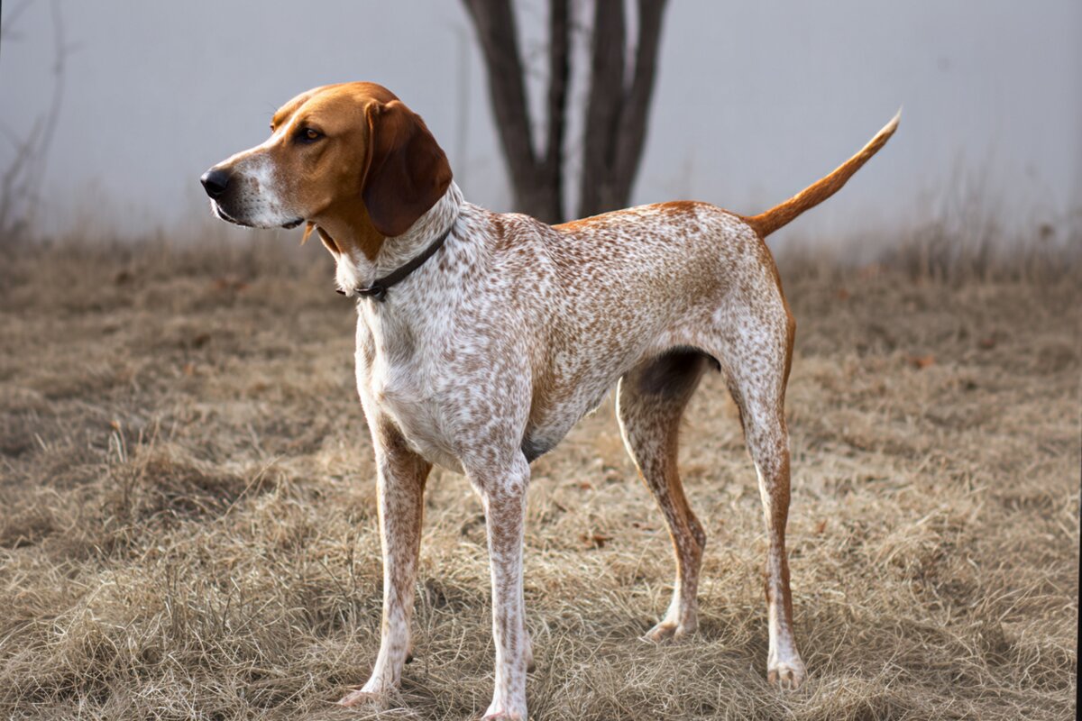 American English Coonhound